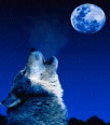 DayDreamer's Avatar